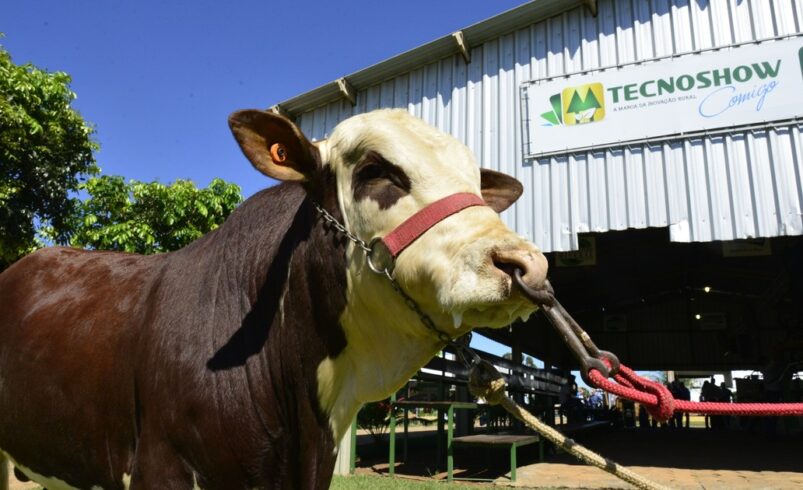 Descubra 1 mil animais na Tecnoshow em Rio Verde, Goiás