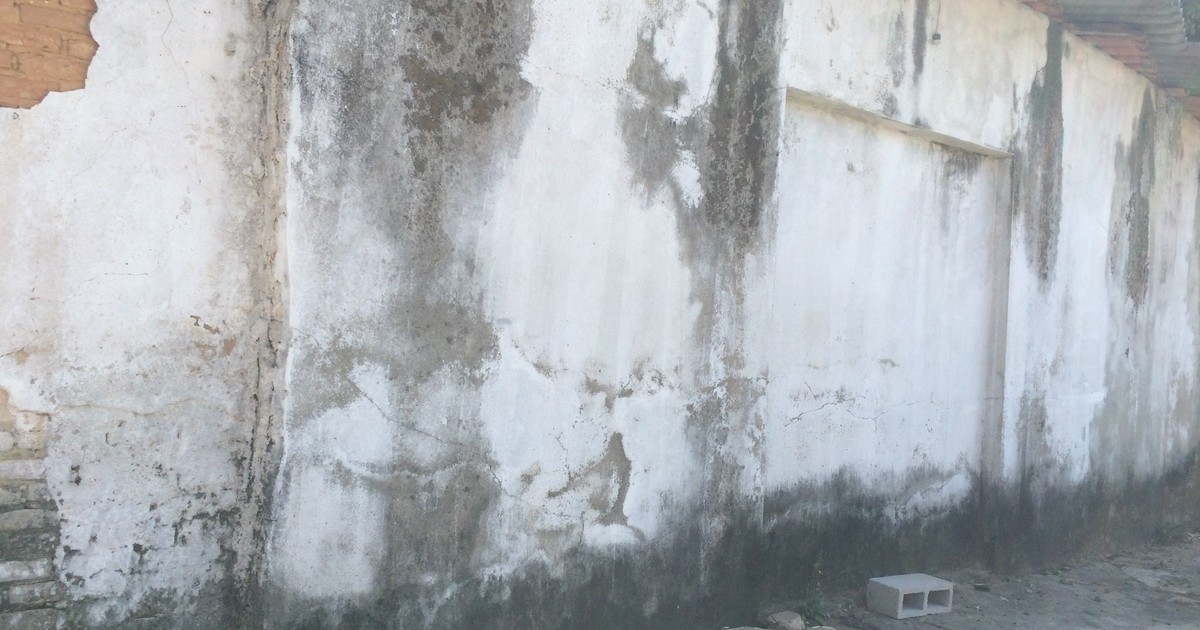 Combata o mofo em Goiás: Dicas para prevenir e tratar