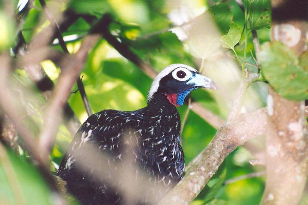 Governo de São Paulo Lança Catálogo de Espécies Animais Ameaçadas